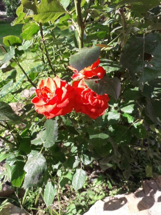 Roses Villa Skála Kallirákhis Exteriör bild